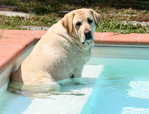 penny-piscina-IMG_19788