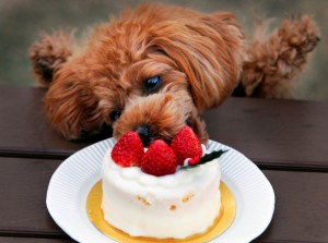 torta gelato cane