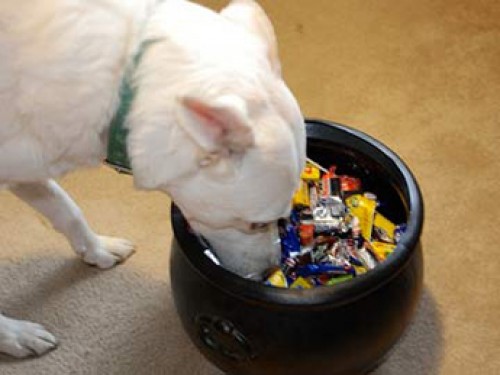 cibo umano per cani