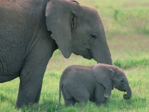 mamma-elefante-con-cucciolo