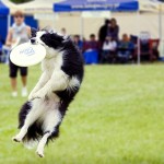 cane frisbee