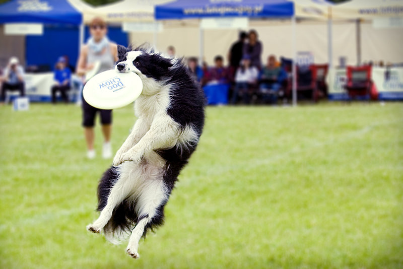 cane frisbee