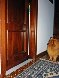 cane porta