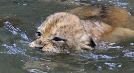 Cucciolo di Leone che nuota