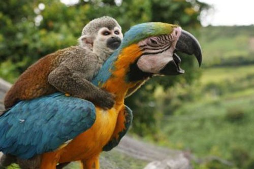 Scimmia sul dorso del pappagallo