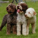 Lagotto Romagnolo