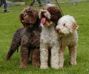 Lagotto Romagnolo