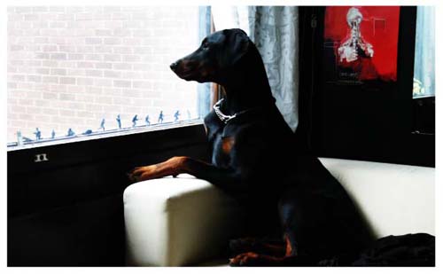 Dobermann eroe