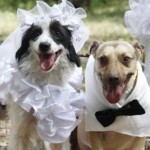 matrimonio cani