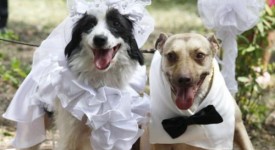 matrimonio cani