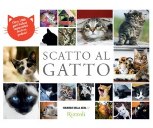 Scatto al Gatto