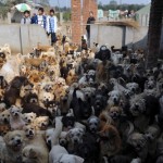 1500 Cani in Cina