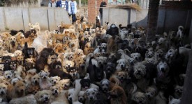 1500 Cani in Cina