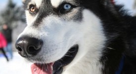 registro per chi maltratta gli animali