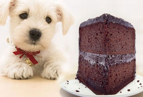 Cioccolato fa male ai cani