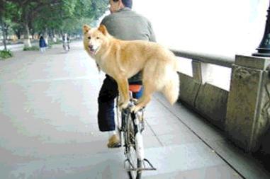 Cane cinese su una bici