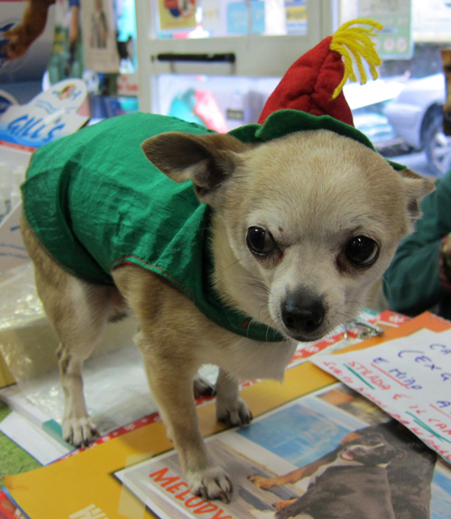 Regali Di Natale Che Costano Poco.Come Vestire I Cani Il Giorno Di Natale Tutto Zampe