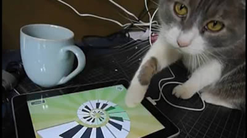 Gatto che gioca con iPad