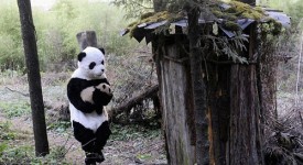 Uomo vestito da Panda