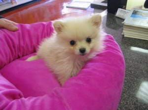 Cuccioli di pomerania