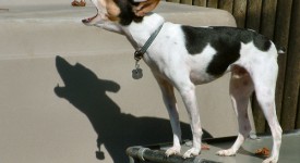 Rat Terrier