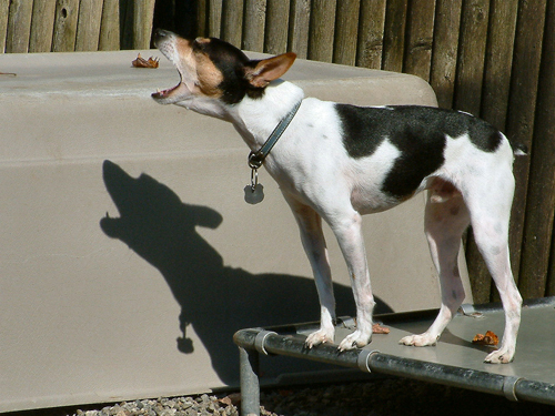 Rat Terrier