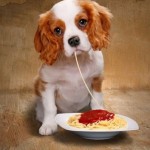 cane cibo, ricette, polpette