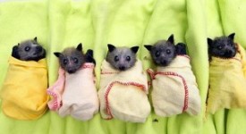 cuccioli-di-pipistrello