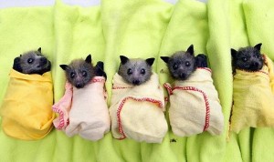 cuccioli-di-pipistrello