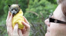 Cucciolo di pipistrello