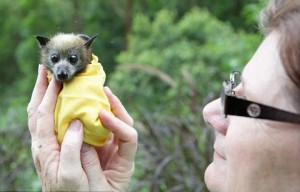 Cucciolo di pipistrello