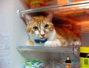 Gatto Frigo