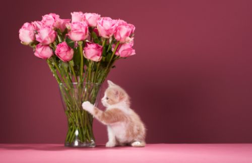 Giornata Nazionale Del Gatto Gli Eventi A Roma E Milano