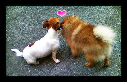 San Valentino Hachi e Polpetta