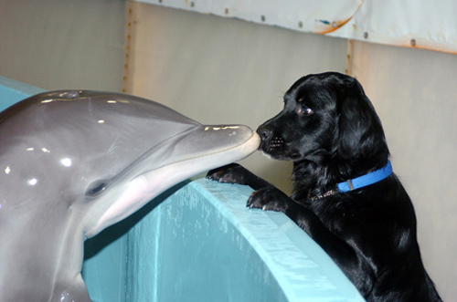 Cane e Delfino