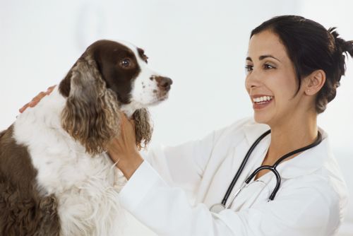 Veterinaio