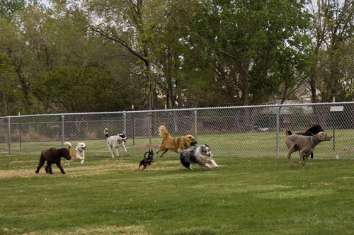 Parco per cani