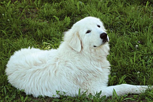 pastore abruzzese, lupi