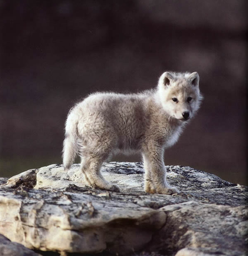 Cucciolo di Lupo