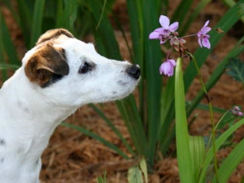 Allergia cane