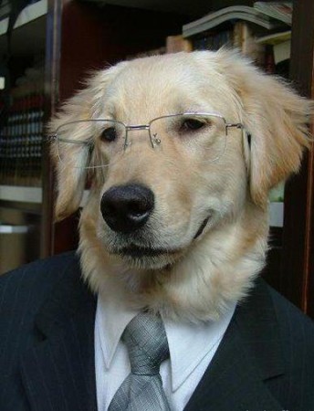 Cane avvocato