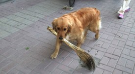 Cane spazzino