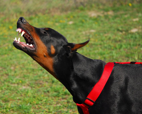 Cane aggressivo Halloween