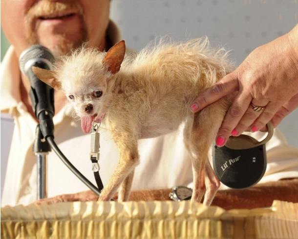 Cane più brutto del mondo