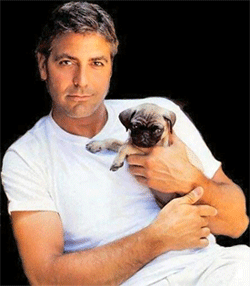Cane di Clooney