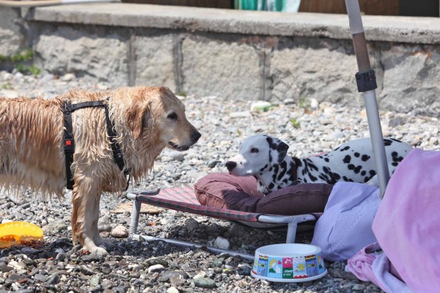 Piscina per cani