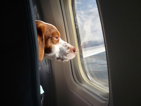 Cane aereo