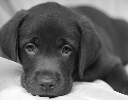 soppressioni cani in canile proposta a perugia