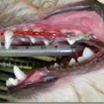 Apparecchio dentale per cani