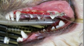 Apparecchio dentale per cani